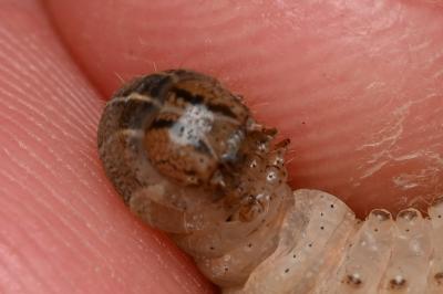 <i>Noctua pronuba</i>