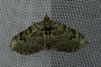 <i>Chloroclystis v-ata</i>