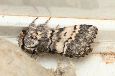 <i>Drymonia ruficornis</i>