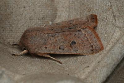 <i>Orthosia gracilis</i>
