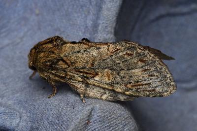 <i>Peridea anceps</i>