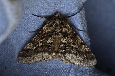 <i>Lycia hirtaria</i>