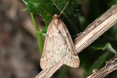 <i>Alsophila aescularia</i>