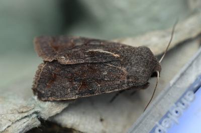<i>Orthosia incerta</i>