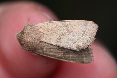 <i>Orthosia cerasi</i>