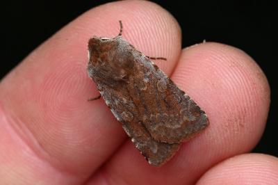 <i>Cerastis rubricosa</i>