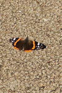 <i>Vanessa atalanta</i>