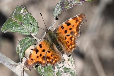 <i>Polygonia c-album</i>