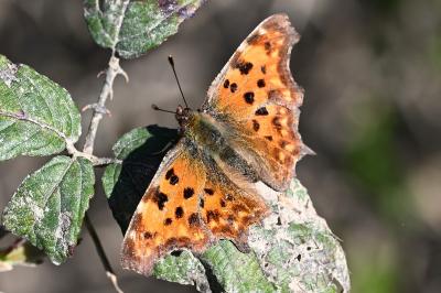 <i>Polygonia c-album</i>