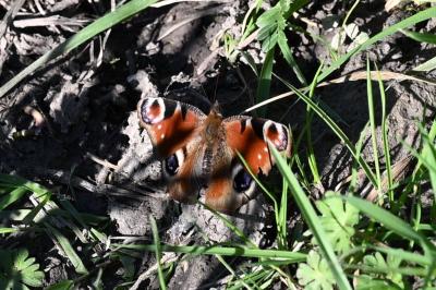 <i>Aglais io</i>