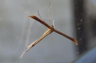 <i>Emmelina monodactyla</i>