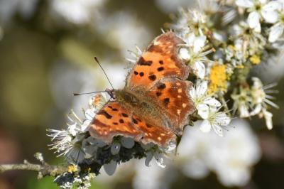 <i>Polygonia c-album</i>