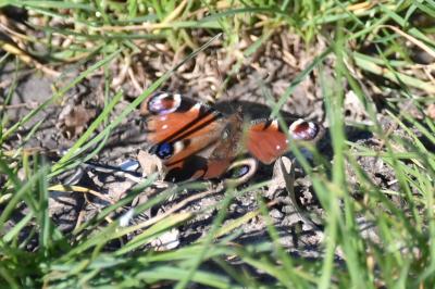 <i>Aglais io</i>