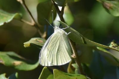 <i>Pieris rapae</i>