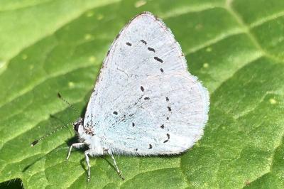 <i>Celastrina argiolus</i>