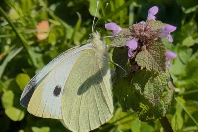 <i>Pieris brassicae</i>