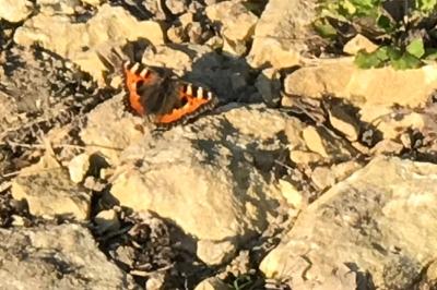 <i>Aglais urticae</i>