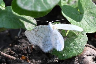 <i>Asthena albulata</i>