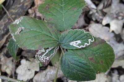 <i>Stigmella aurella</i>