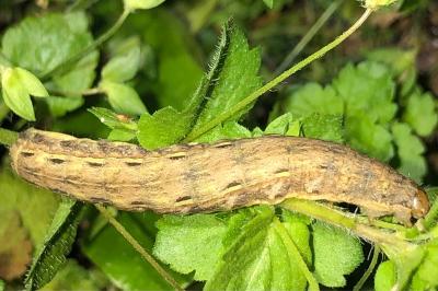 <i>Noctua pronuba</i>