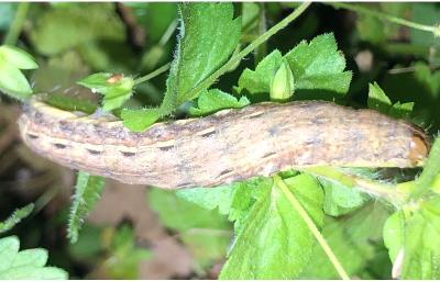 <i>Noctua pronuba</i>