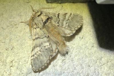 <i>Drymonia ruficornis</i>