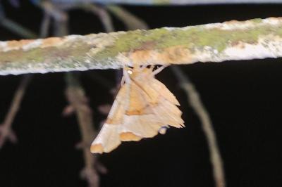 <i>Selenia lunularia</i>