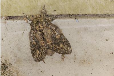 <i>Peridea anceps</i>