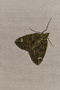 <i>Chloroclysta siterata</i>