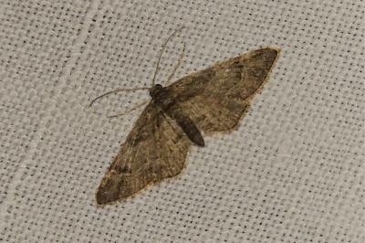 <i>Gymnoscelis rufifasciata</i>