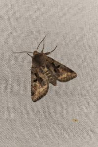 <i>Orthosia gothica</i>