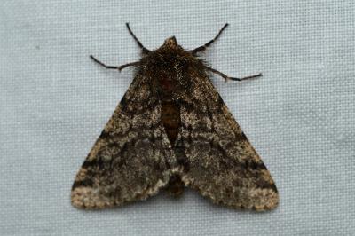 <i>Lycia hirtaria</i>