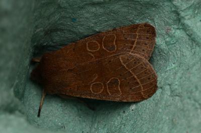 <i>Orthosia cerasi</i>