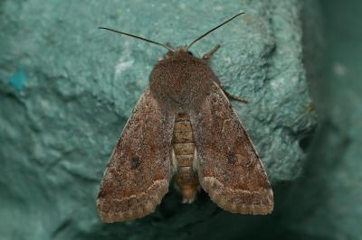 <i>Orthosia incerta</i>