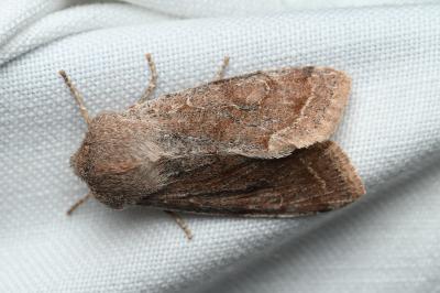 <i>Orthosia incerta</i>