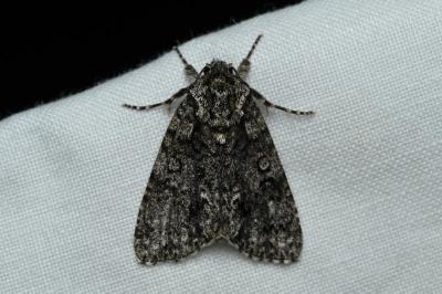 <i>Acronicta rumicis</i>