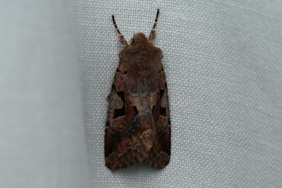 <i>Orthosia gothica</i>