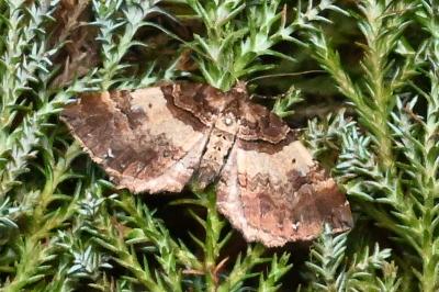 <i>Earophila badiata</i>