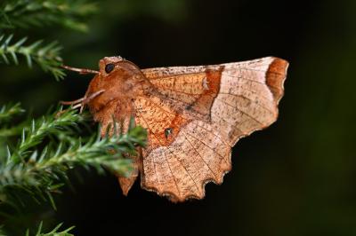 <i>Selenia lunularia</i>