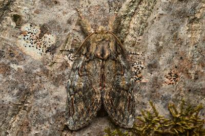 <i>Peridea anceps</i>
