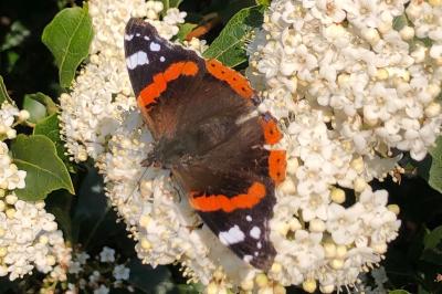 <i>Vanessa atalanta</i>