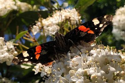 <i>Vanessa atalanta</i>
