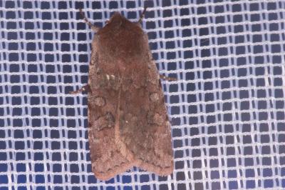 <i>Cerastis rubricosa</i>