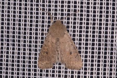 <i>Orthosia cruda</i>