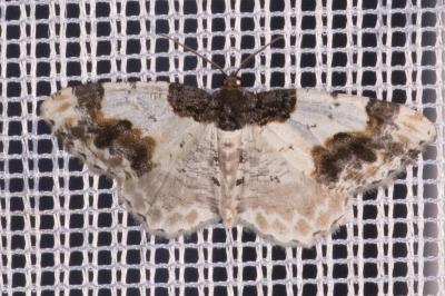 <i>Ligdia adustata</i>