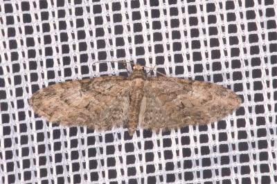 <i>Eupithecia abbreviata</i>