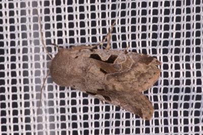 <i>Orthosia gothica</i>