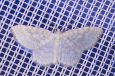 <i>Asthena albulata</i>