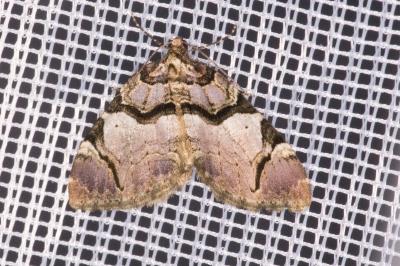 <i>Anticlea derivata</i>