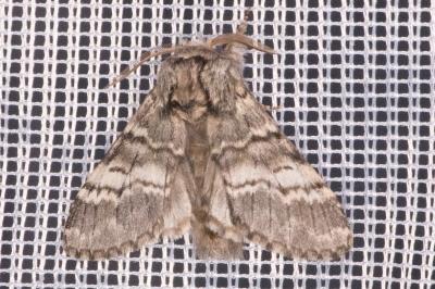 <i>Drymonia ruficornis</i>